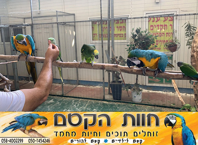 جديد في كفر قاسم - חוות הקסם